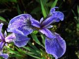 Tavi növények - Iris setosa